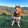 dog, animal, outdoor, grass, hill, sunlight, sky, landscape, nature, pet, happy, tongue_out, fur, canine, scenic, daylight, field, mountain, blue_sky, moon