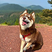 Volka participe au concours pour gagner de l'argent avec cette photo : animal, brown_dog, canine, daytime, dog, fur, happy, hill, mountains, nature, outdoor, pet, portrait, red_harness, rocky_ground, sitting, smiling, sunny, tongue_out, white_dog