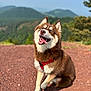 animal, brown_dog, canine, daytime, dog, fur, happy, hill, mountains, nature, outdoor, pet, portrait, red_harness, rocky_ground, sitting, smiling, sunny, tongue_out, white_dog