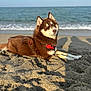 Volka a rejoint le concours — aidez-le/la à gagner de superbes lots ! animal, beach, brown_fur, canine, coast, daytime, dog, harness, nature, ocean, outdoor, pet, relaxing, sand, shadow, sky, sunlight, water, waves, white_fur