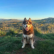 Volka a rejoint le concours — aidez-le/la à gagner de superbes lots ! dog, husky, blue_eyes, tongue_out, sitting, grass, hilltop, landscape, rolling_hills, trees, clear_sky, crescent_moon, nature, outdoor, sunlight, scenic, rural, happy, pet, animal