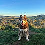 dog, husky, blue_eyes, tongue_out, sitting, grass, hilltop, landscape, rolling_hills, trees, clear_sky, crescent_moon, nature, outdoor, sunlight, scenic, rural, happy, pet, animal