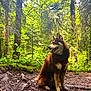 adventure, animal, canine, daylight, dog, forest, fur, greenery, husky, leaf, mammal, nature, outdoor, pet, sitting, sunlight, trail, trees, wildlife, woods