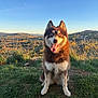 Volka participe au concours pour gagner de l'argent avec cette photo : dog, husky, blue_eyes, tongue_out, sitting, grass, hill, landscape, sunset, sky, nature, outdoor, animal, pet, happy, ears_up, field, scenic, mountains, daylight
