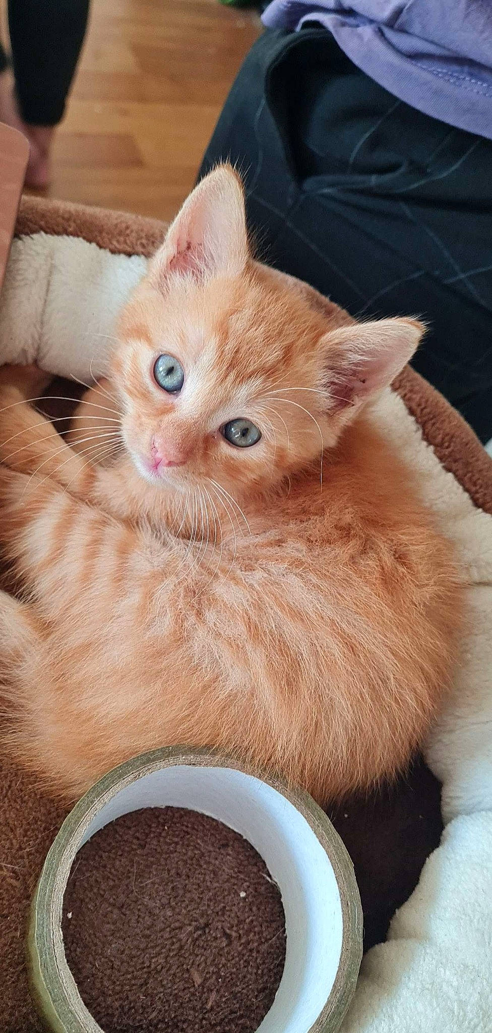 Skye a rejoint le concours — aidez-le/la à gagner de superbes lots ! carnivore, cat, cat_supply, cup, domestic_short_haired_cat, ear, eye, fawn, felidae, fur, gesture, ingredient, paw, pet_supply, serveware, small_to_medium_sized_cats, snout, tableware, whiskers, window