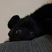 Jynx joined the competition — help win amazing prizes! black_cat, cat, pet, animal, close_up, lying_down, upside_down, yellow_eyes, whiskers, fur, texture, indoor, relaxed, curious, face, portrait, soft_light, cozy, feline, resting