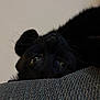 black_cat, cat, pet, animal, close_up, lying_down, upside_down, yellow_eyes, whiskers, fur, texture, indoor, relaxed, curious, face, portrait, soft_light, cozy, feline, resting