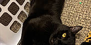 Jynx is registered to the contest to win money with this photo: black_cat, cat, yellow_eyes, carpet, scissors, laundry_basket, household_items, pet, paw, relaxed, indoor, clutter, feline, black_fur, laying_down, domestic_animal, curious, close_up, floor, pet_accessories