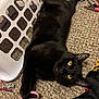 black_cat, cat, yellow_eyes, carpet, scissors, laundry_basket, household_items, pet, paw, relaxed, indoor, clutter, feline, black_fur, laying_down, domestic_animal, curious, close_up, floor, pet_accessories