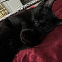 black_cat, sleeping, cat, pet, indoor, resting, fur, cozy, bed, blanket, close_up, whiskers, animal, domestic_cat, relaxation, soft, cute, paw, feline, nap
