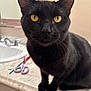 cat, black_cat, pet, animal, indoor, yellow_eyes, whiskers, fur, face, curious, sitting, bathroom, counter, sink, domestic, closeup, feline, cute, looking, portrait