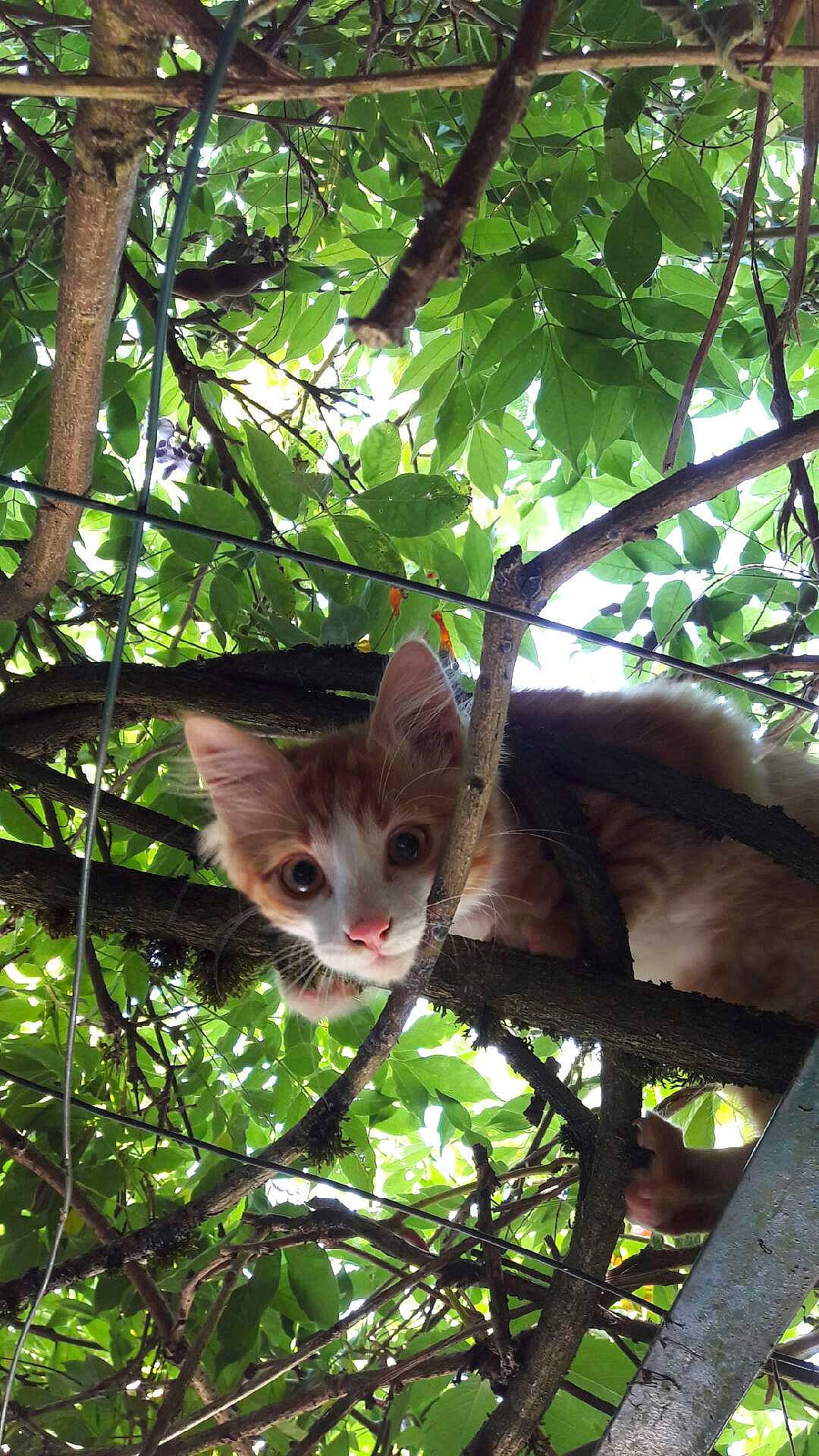 Ricky a rejoint le concours — aidez-le/la à gagner de superbes lots ! branch, carnivore, cat, fawn, felidae, leaf, marsupial, plant, small_to_medium_sized_cats, tree, whiskers, wild_cat, wildlife