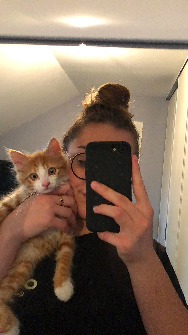 Ricky participe au concours pour gagner de l'argent avec cette photo : carnivore, cat, ear, fawn, felidae, fur, kitten, leg, long_hair, maine_coon, polydactyl_cat, small_to_medium_sized_cats, turkish_van, whiskers