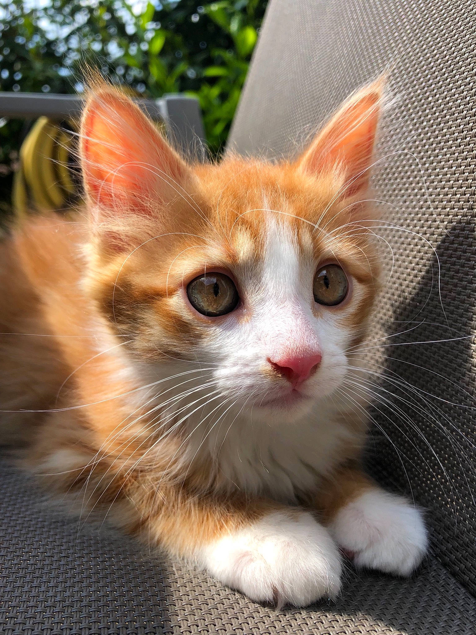 Ricky a rejoint le concours — aidez-le/la à gagner de superbes lots ! aegean_cat, american_wirehair, carnivore, cat, domestic_short_haired_cat, european_shorthair, fawn, felidae, fur, kitten, maine_coon, mammal, polydactyl_cat, small_to_medium_sized_cats, snout, tabby_cat, vertebrate, whiskers