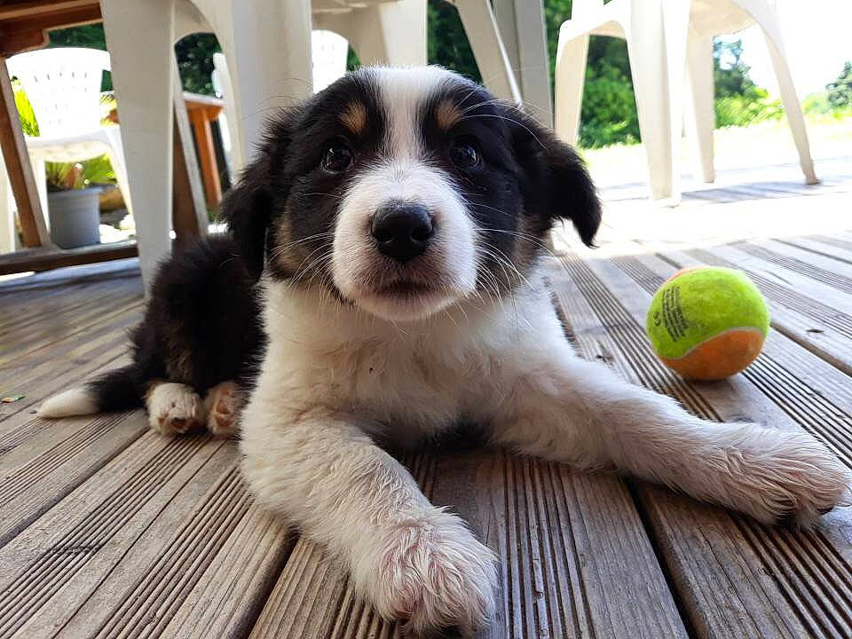 Only participe au concours pour gagner de l'argent avec cette photo : bernese_mountain_dog, border_collie, bucovina_shepherd_dog, canidae, carnivore, companion_dog, dog, dog_breed, karakachan_dog, landseer, mammal, miniature_australian_shepherd, moscow_watchdog, mucuchies, puppy, pyrenean_mastiff, rare_breed_dog, sporting_group, tornjak, vertebrate