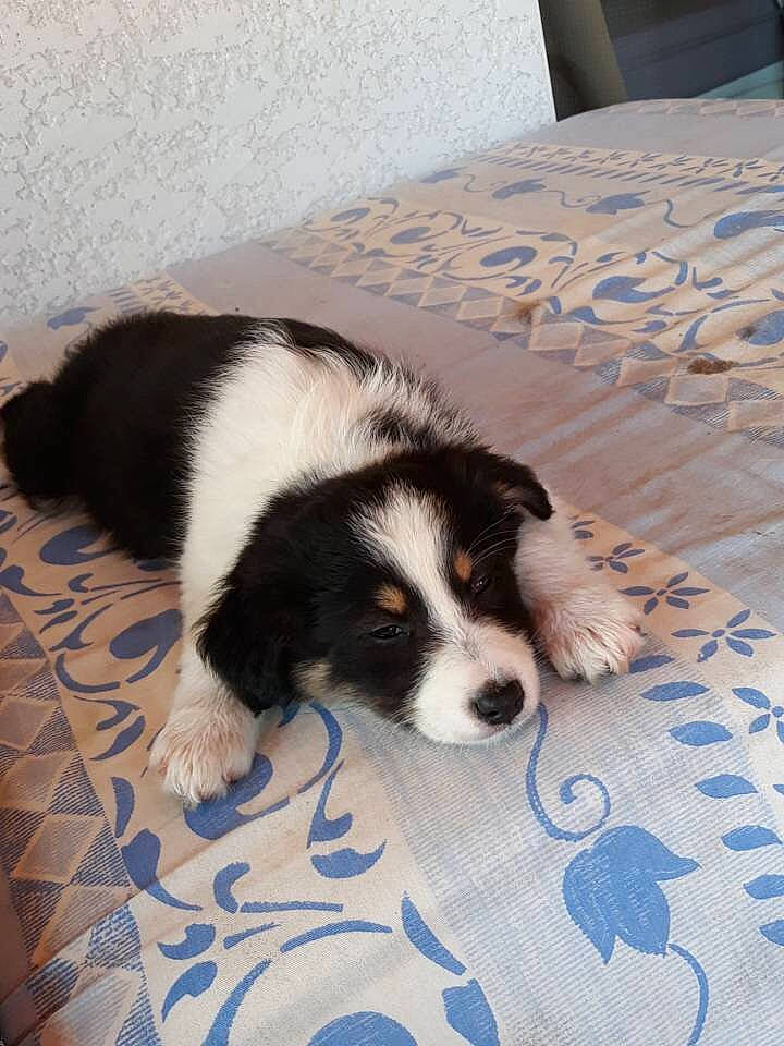 Only a rejoint le concours — aidez-le/la à gagner de superbes lots ! australian_shepherd, border_collie, canidae, carnivore, companion_dog, dog, dog_breed, landseer, mammal, miniature_australian_shepherd, mucuchies, puppy, pyrenean_mastiff, rare_breed_dog, sporting_group, tornjak, vertebrate, welsh_sheepdog