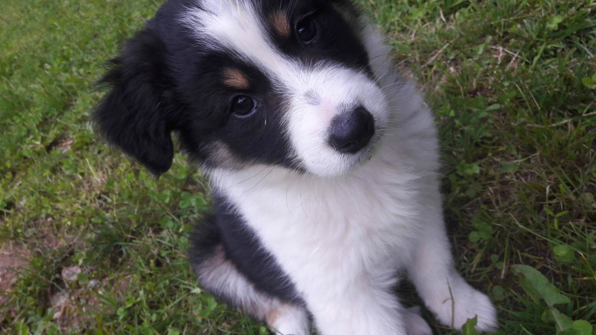 Only a rejoint le concours — aidez-le/la à gagner de superbes lots ! australian_collie, border_collie, bucovina_shepherd_dog, canidae, carnivore, companion_dog, dog, dog_breed, english_shepherd, herding_dog, karakachan_dog, mammal, miniature_australian_shepherd, puppy, rare_breed_dog, snout, sporting_group, tornjak, vertebrate, welsh_sheepdog