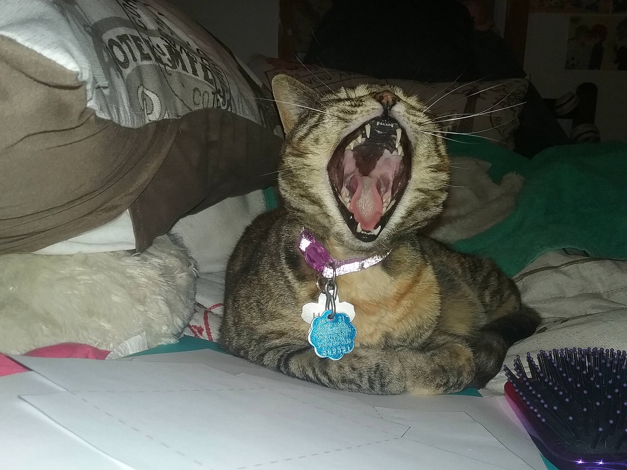 Ursula is registered to the contest to win money with this photo: carnivore, cat, comfort, domestic_short_haired_cat, fang, felidae, fictional_character, flesh, fur, jaw, linens, nap, paw, sleep, small_to_medium_sized_cats, snout, tooth, toy, whiskers, yawn