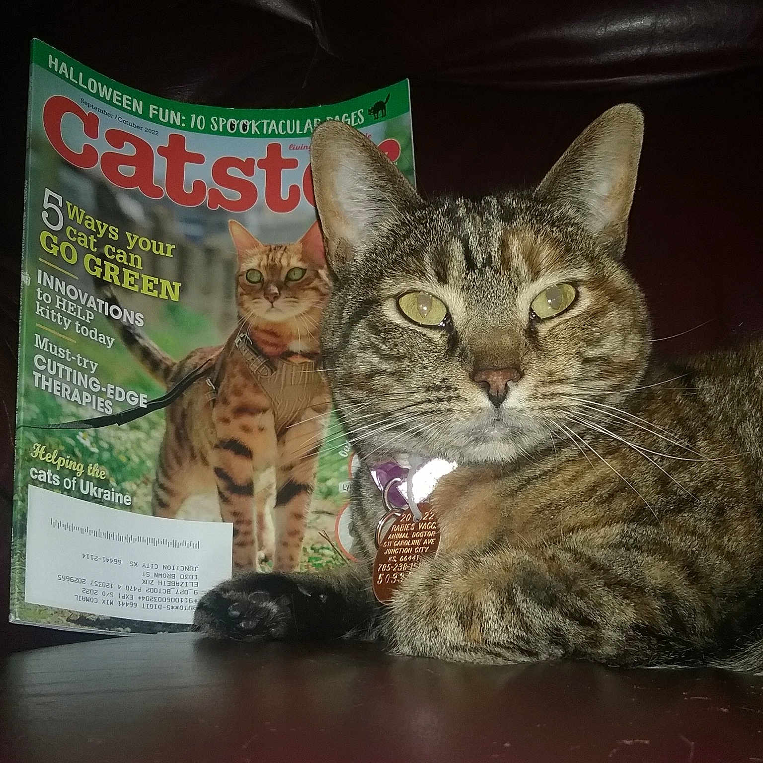 Ursula joined the competition — help win amazing prizes! carnivore, cat, cat_supply, domestic_short_haired_cat, felidae, fur, organism, paw, pet_supply, photo_caption, publication, small_to_medium_sized_cats, snout, tail, terrestrial_animal, tree, whiskers, wildlife