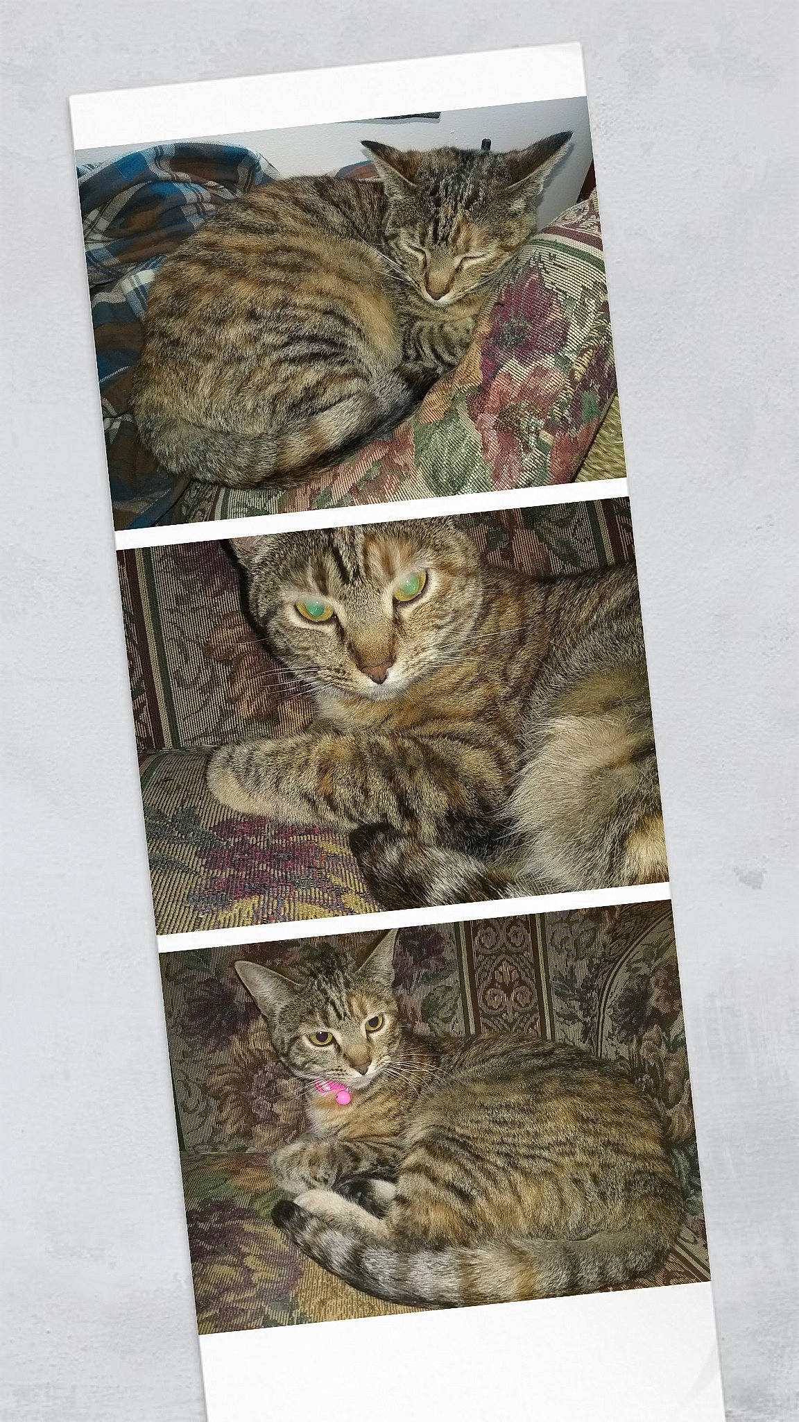 Ursula joined the competition — help win amazing prizes! brown, carnivore, cat, felidae, fur, mammal, natural_material, organism, photo_caption, small_to_medium_sized_cats, snout, terrestrial_animal, tree, vertebrate, whiskers