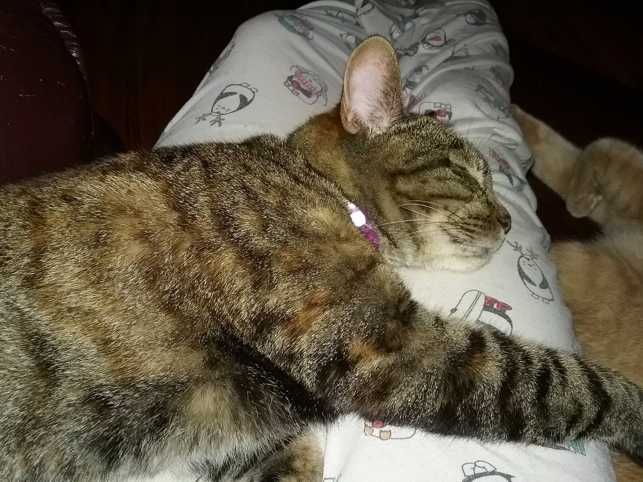 Ursula joined the competition — help win amazing prizes! carnivore, cat, claw, comfort, domestic_short_haired_cat, felidae, fur, nap, paw, sleep, small_to_medium_sized_cats, tail, terrestrial_animal, whiskers