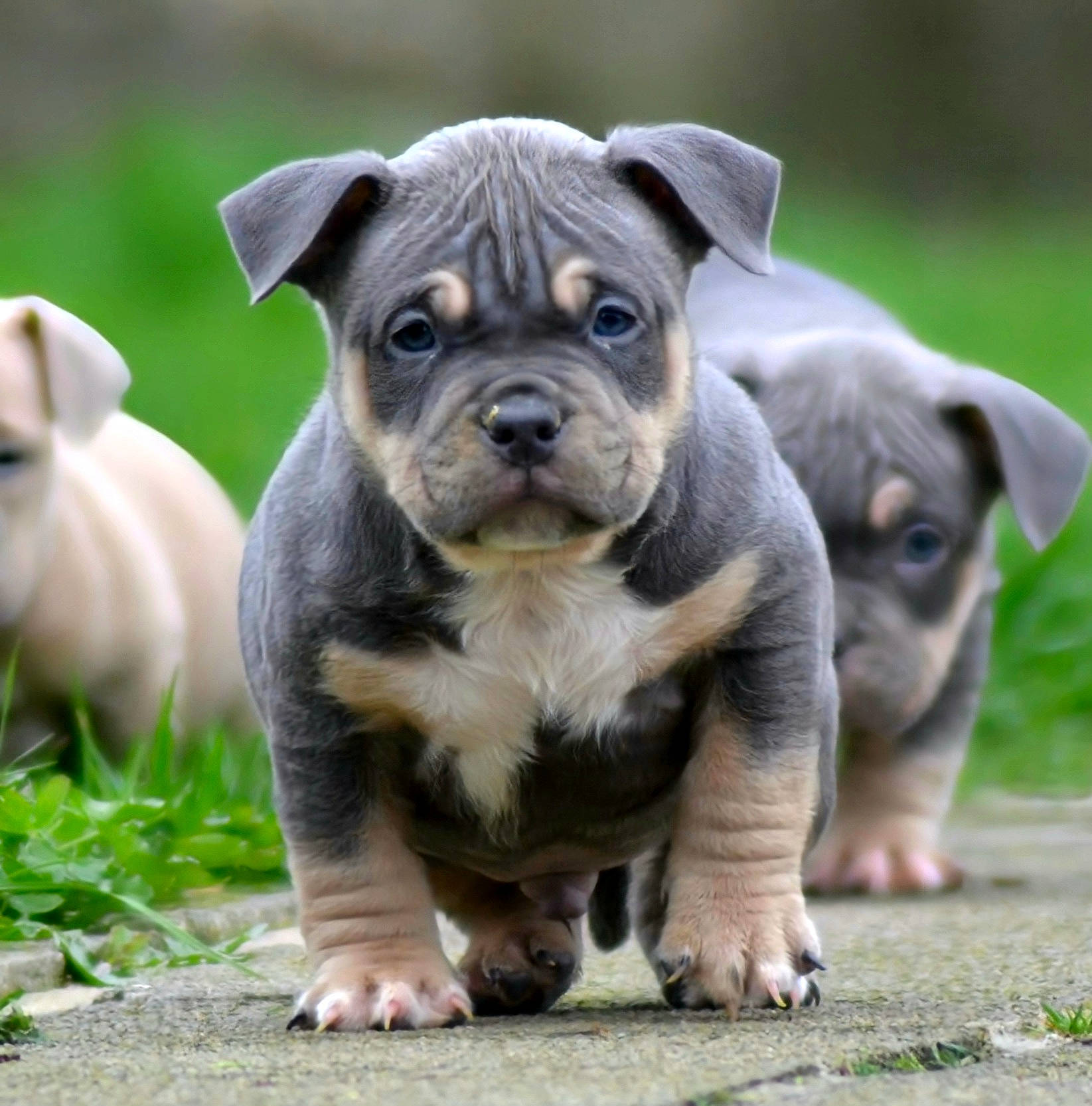 Buzz participe au concours pour gagner de l'argent avec cette photo : ancient_dog_breeds, bulldog, canidae, carnivore, companion_dog, dog, dog_breed, fawn, grass, molosser, non_sporting_group, plant, snout, sporting_group, terrestrial_animal, toy_dog, whiskers, working_animal, working_dog, wrinkle