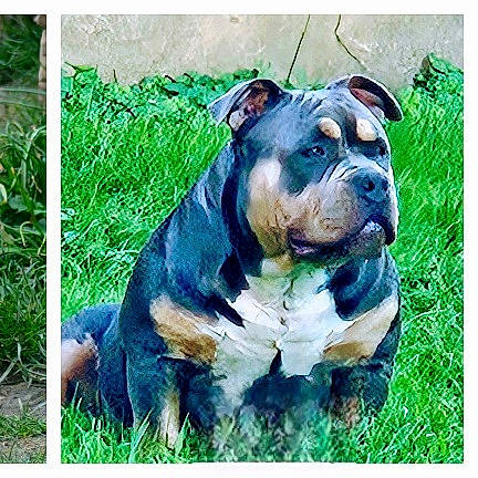 Buzz participe au concours pour gagner de l'argent avec cette photo : bulldog, canidae, carnivore, companion_dog, dog, dog_breed, electric_blue, fawn, grass, non_sporting_group, old_english_bulldog, plant, rectangle, sporting_group, terrestrial_animal, whiskers, working_animal, working_dog