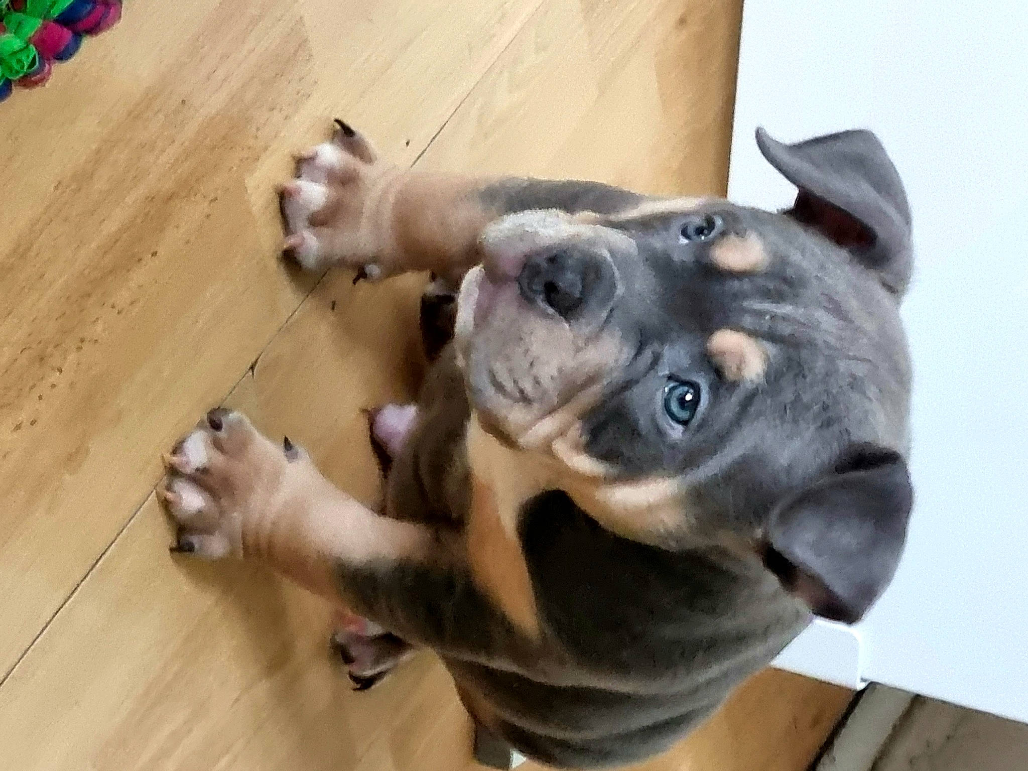 Buzz a rejoint le concours — aidez-le/la à gagner de superbes lots ! canidae, carnivore, collar, companion_dog, dog, dog_breed, dog_collar, ear, fawn, flooring, hardwood, jaw, snout, sporting_group, varnish, whiskers, wood, wood_stain, working_animal, wrinkle