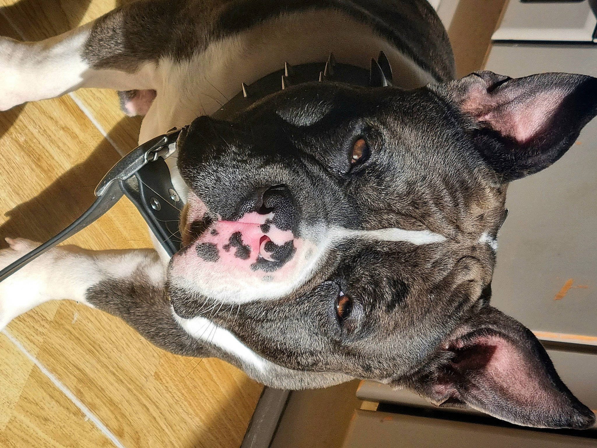 Bosko participe au concours pour gagner de l'argent avec cette photo : ancient_dog_breeds, canidae, carnivore, collar, companion_dog, dog, dog_breed, dog_collar, fawn, fur, guard_dog, molosser, non_sporting_group, paw, snout, sporting_group, whiskers, working_animal, working_dog