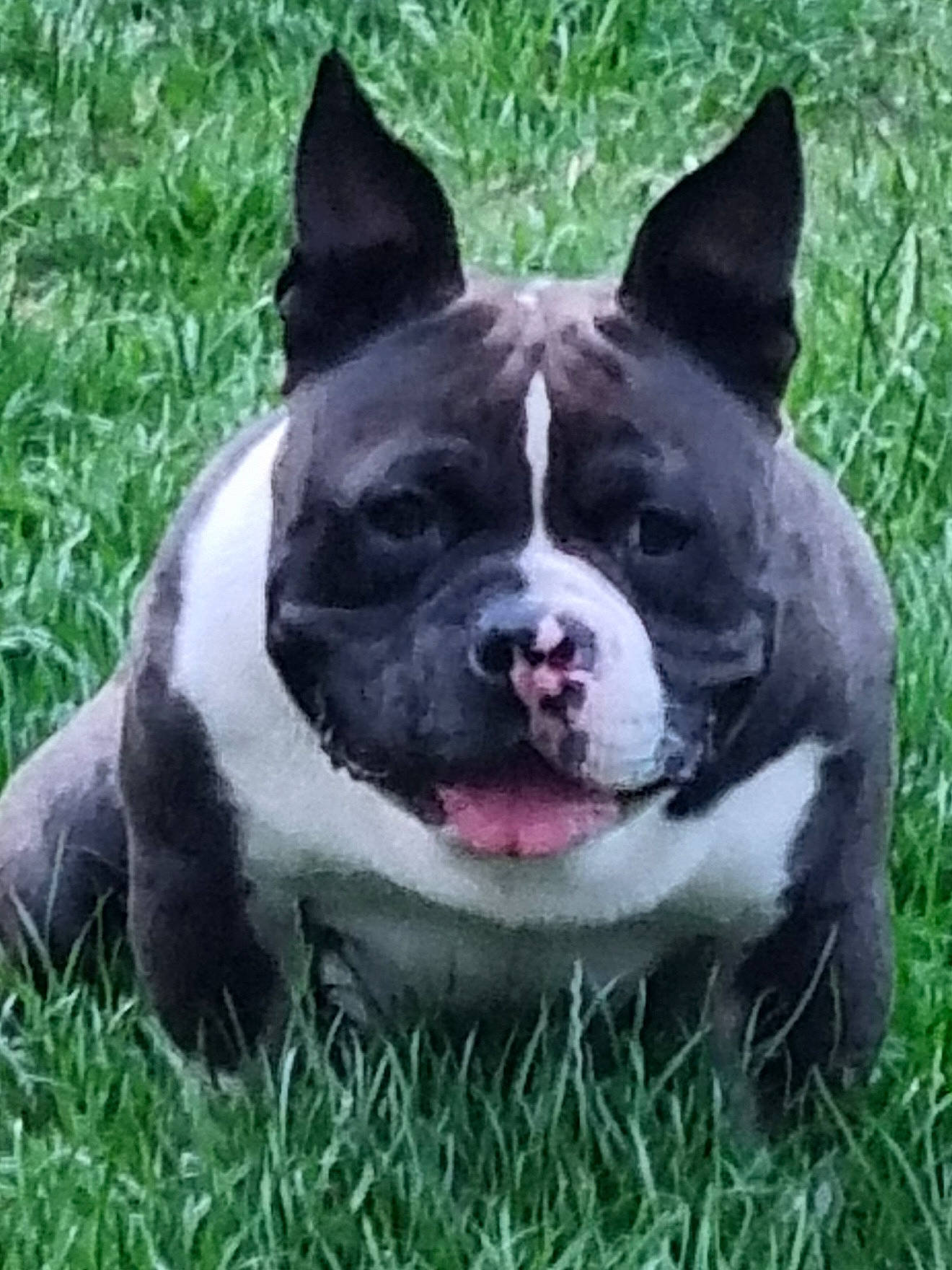 Bosko a rejoint le concours — aidez-le/la à gagner de superbes lots ! ancient_dog_breeds, boston_terrier, canidae, carnivore, collar, companion_dog, dog, dog_breed, dog_collar, fawn, grass, molosser, non_sporting_group, plant, snout, sporting_group, terrestrial_animal, whiskers, working_animal, working_dog