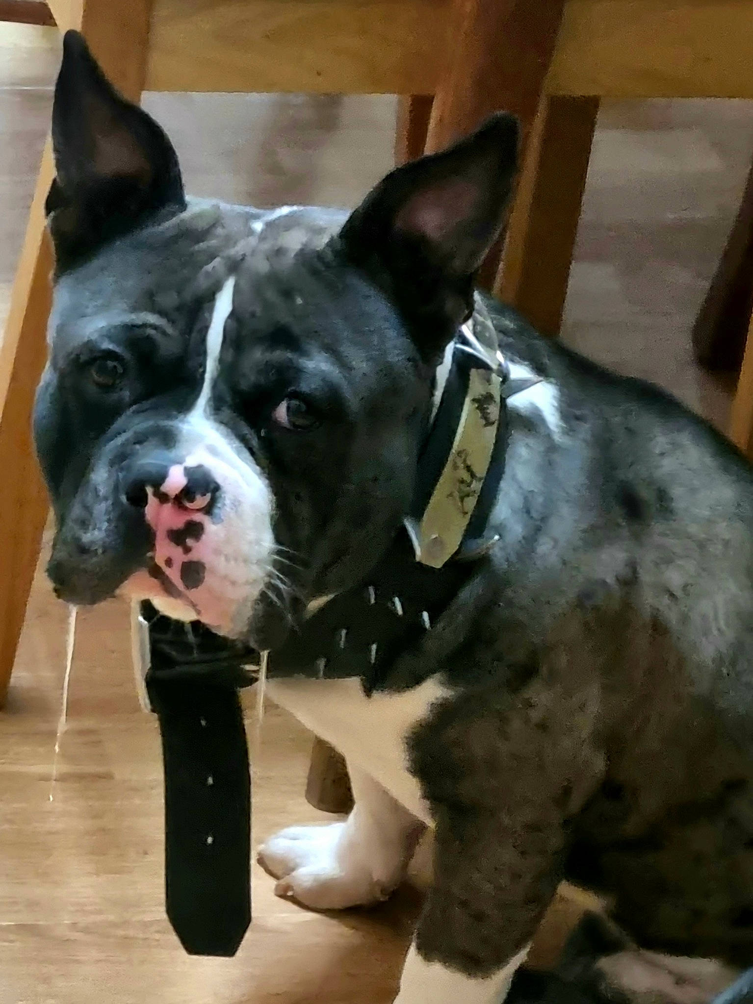 Bosko participe au concours pour gagner de l'argent avec cette photo : boston_terrier, bulldog, canidae, carnivore, collar, companion_dog, dog, dog_breed, dog_collar, ear, fawn, fur, snout, sporting_group, terrestrial_animal, whiskers, window, wood, working_animal, working_dog