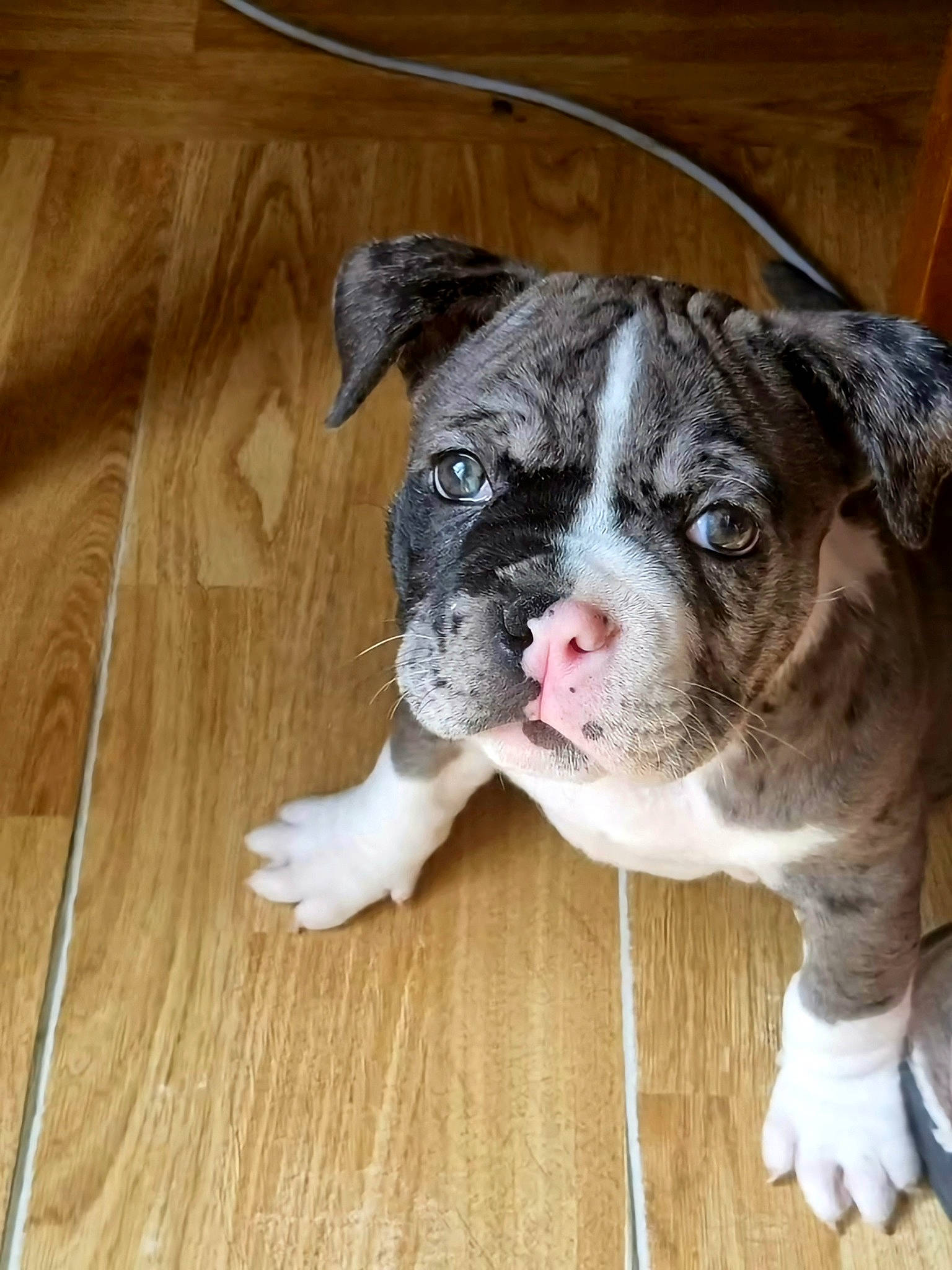 Bosko participe au concours pour gagner de l'argent avec cette photo : bored, canidae, carnivore, companion_dog, dog, dog_breed, fawn, flooring, fur, hardwood, plank, snout, sporting_group, terrestrial_animal, varnish, whiskers, wood, wood_stain, working_animal, wrinkle