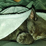 Ghost joined the competition — help win amazing prizes! cat, kitten, sleeping, blanket, paw, fur, cozy, cute, pet, animal, rest, soft, comfort, indoor, closeup, dark_fur, relaxation, nap, domestic_cat, feline