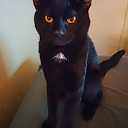 Ghost joined the competition — help win amazing prizes! animal, background, bed, black_cat, cat, close_up, domestic_cat, door, ears, feline, fur, indoor, looking, orange_eyes, pet, sitting, soft_lighting, tail, whiskers, white_patch