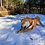 Ayko a rejoint le concours — aidez-le/la à gagner de superbes lots ! dog, shiba_inu, snow, stick, forest, trees, outdoor, nature, canine, happy, chewing, animal, pet, winter, sunlight, blue_sky, playful, fur, collar, leash