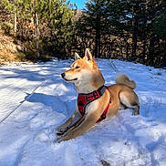 Ayko a rejoint le concours — aidez-le/la à gagner de superbes lots ! dog, shiba_inu, snow, outdoor, forest, trees, blue_sky, sunlight, animal, pet, canine, nature, winter, leisure, harness, relaxed, mammal, daylight, landscape, quiet