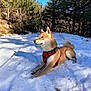 dog, shiba_inu, snow, outdoor, forest, trees, blue_sky, sunlight, animal, pet, canine, nature, winter, leisure, harness, relaxed, mammal, daylight, landscape, quiet