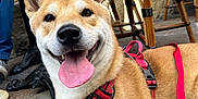 Ayko a rejoint le concours — aidez-le/la à gagner de superbes lots ! dog, canine, pet, outdoor, pavement, harness, red_leash, tongue_out, happy, smiling, brown_fur, white_fur, ears_up, resting, chair, table, footwear, person_leg, cafe, daylight