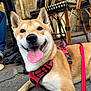 dog, canine, pet, outdoor, pavement, harness, red_leash, tongue_out, happy, smiling, brown_fur, white_fur, ears_up, resting, chair, table, footwear, person_leg, cafe, daylight