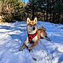 Ayko participe au concours pour gagner de l'argent avec cette photo : dog, shiba_inu, snow, forest, trees, stick, red_harness, sunlight, outdoor, animal, canine, nature, winter, blue_sky, paw, pet, laying_down, leisure, daylight, scenic