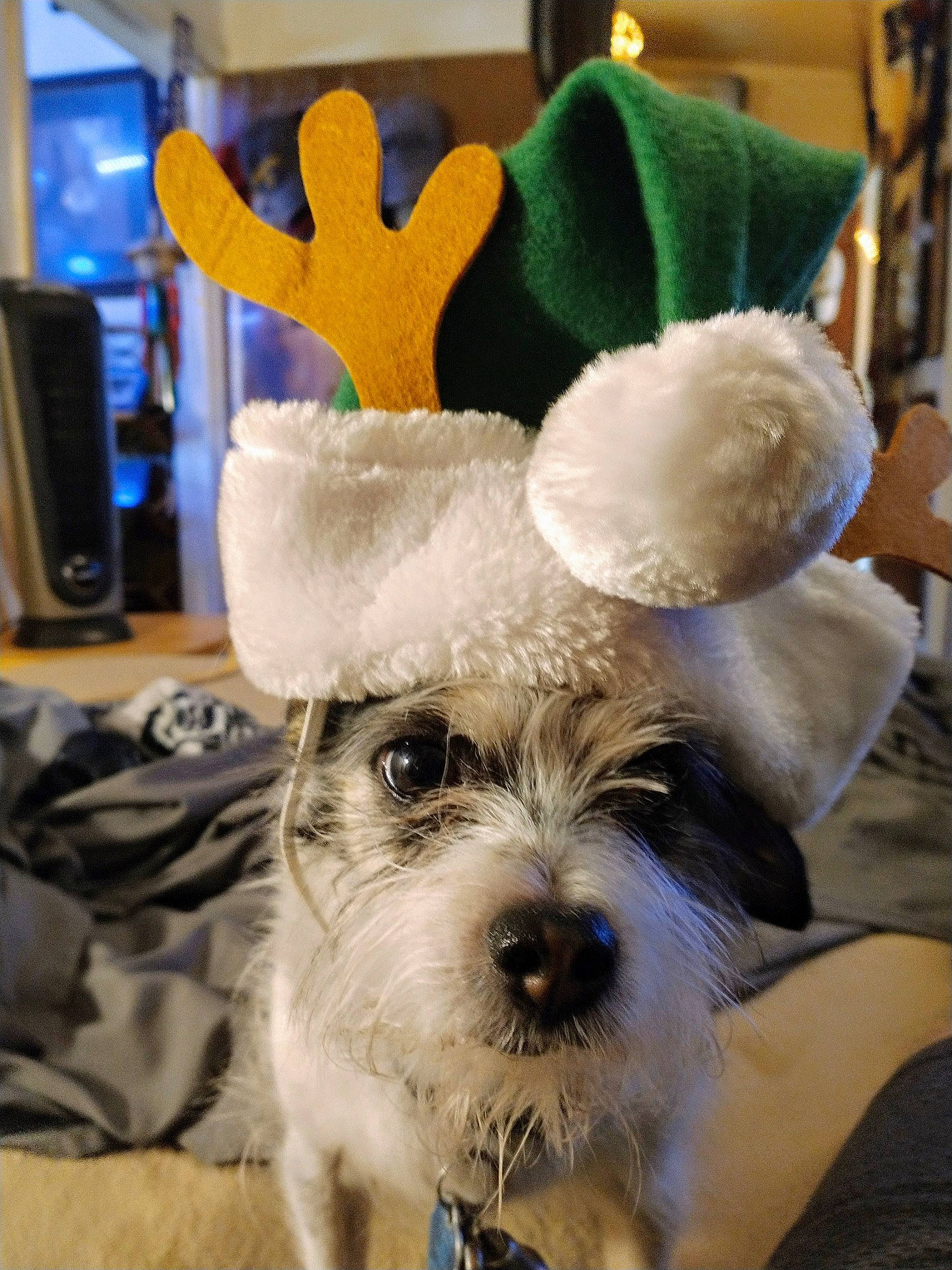 Mrs. Moomoo joined the competition — help win amazing prizes! blue, canidae, carnivore, collar, companion_dog, dog, dog_breed, dog_clothes, dog_collar, fur, labradoodle, plush, puppy_love, small_terrier, sporting_group, stuffed_toy, terrier, textile, toy, toy_dog