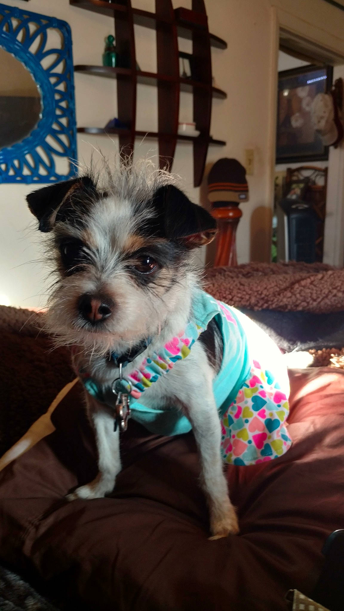 Mrs. Moomoo is registered to the contest to win money with this photo: canidae, carnivore, collar, companion_dog, dog, dog_breed, dog_collar, dog_supply, event, fashion_accessory, fawn, leash, pet_supply, picture_frame, small_terrier, snout, sporting_group, terrier, toy_dog, working_animal