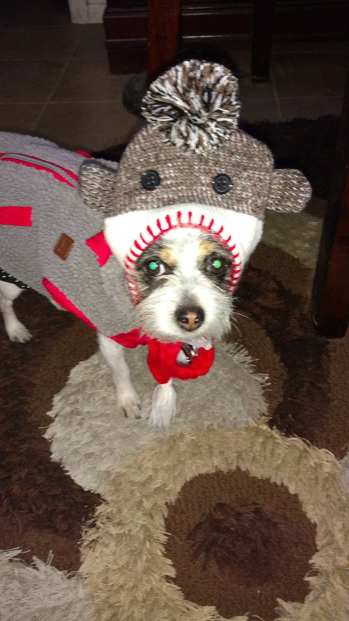 Mrs. Moomoo is registered to the contest to win money with this photo: canidae, carnivore, christmas_ornament, collar, companion_dog, costume_hat, dog, dog_breed, dog_clothes, dog_supply, event, fashion_accessory, fawn, fur, hat, holiday, snout, sporting_group, stuffed_toy, working_animal