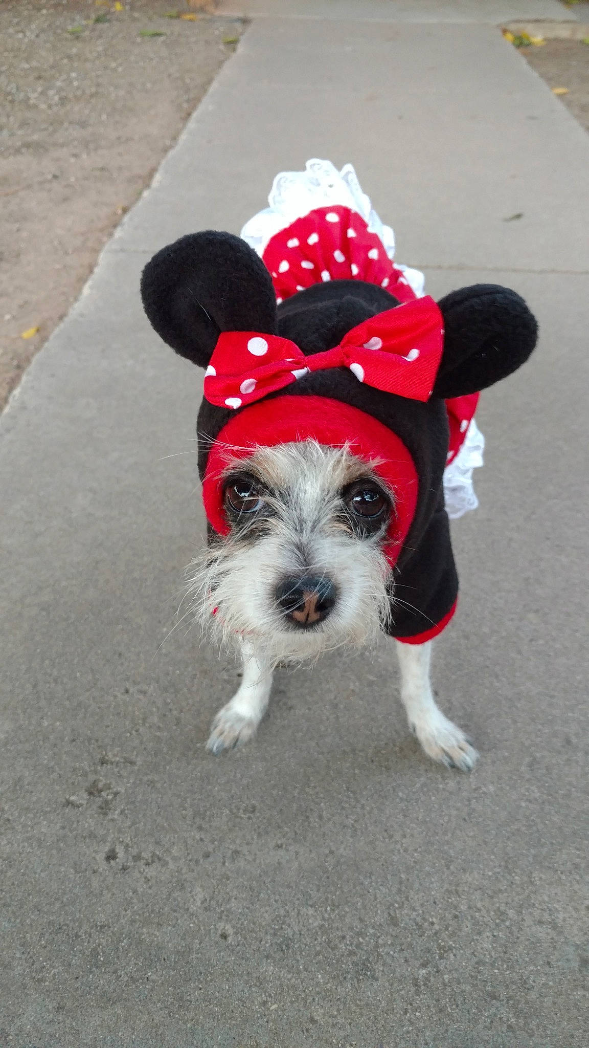 Mrs. Moomoo is registered to the contest to win money with this photo: asphalt, canidae, carnivore, collar, companion_dog, costume_hat, dog, dog_breed, dog_clothes, dog_collar, dog_supply, fur, hat, leash, road_surface, sidewalk, snout, sporting_group, toy_dog, working_animal