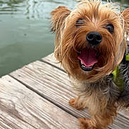 Mickey joined the competition — help win amazing prizes! animal, canine, close_up, cute, dog, ears, friendly, fur, happy, nature, outdoor, pet, playful, small_dog, smiling, tongue, tongue_out, water, wooden_dock, yorkshire_terrier