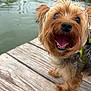 animal, canine, close_up, cute, dog, ears, friendly, fur, happy, nature, outdoor, pet, playful, small_dog, smiling, tongue, tongue_out, water, wooden_dock, yorkshire_terrier