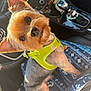 Mickey is registered to the contest to win money with this photo: animal, car_interior, close_up, companion, curious, cute, dog, domestic_animal, fluffy_fur, head_tilt, looking_up, pet, portrait, seat_cover, sitting, small_dog, sunlight, vehicle, yellow_harness, yorkshire_terrier