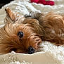 Mickey joined the competition — help win amazing prizes! animal, bed, blanket, brown, close_up, cozy, cute, dog, eye, fur, indoor, lying_down, pet, portrait, relaxed, resting, small_dog, soft, texture, white