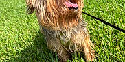 Mickey joined the competition — help win amazing prizes! animal, brick_wall, building, cute, dog, domestic, door, fur, grass, greenery, happy, leash, nature, outdoor, pet, small_dog, sunlight, tongue, window, yawning