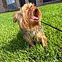 animal, brick_wall, building, cute, dog, domestic, door, fur, grass, greenery, happy, leash, nature, outdoor, pet, small_dog, sunlight, tongue, window, yawning